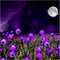 Halloween Gartenlichter mit Augäpfeln – 6 Solarlichter, wetterfest für gruselige Dekoration