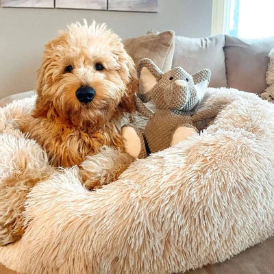 Hundebett orthopädisch für ängstliche Hunde – höhlenartig, mit waschbarem Bezug 2